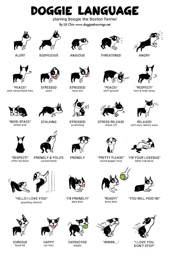 Dog bj: Everything you need to know in simple terms