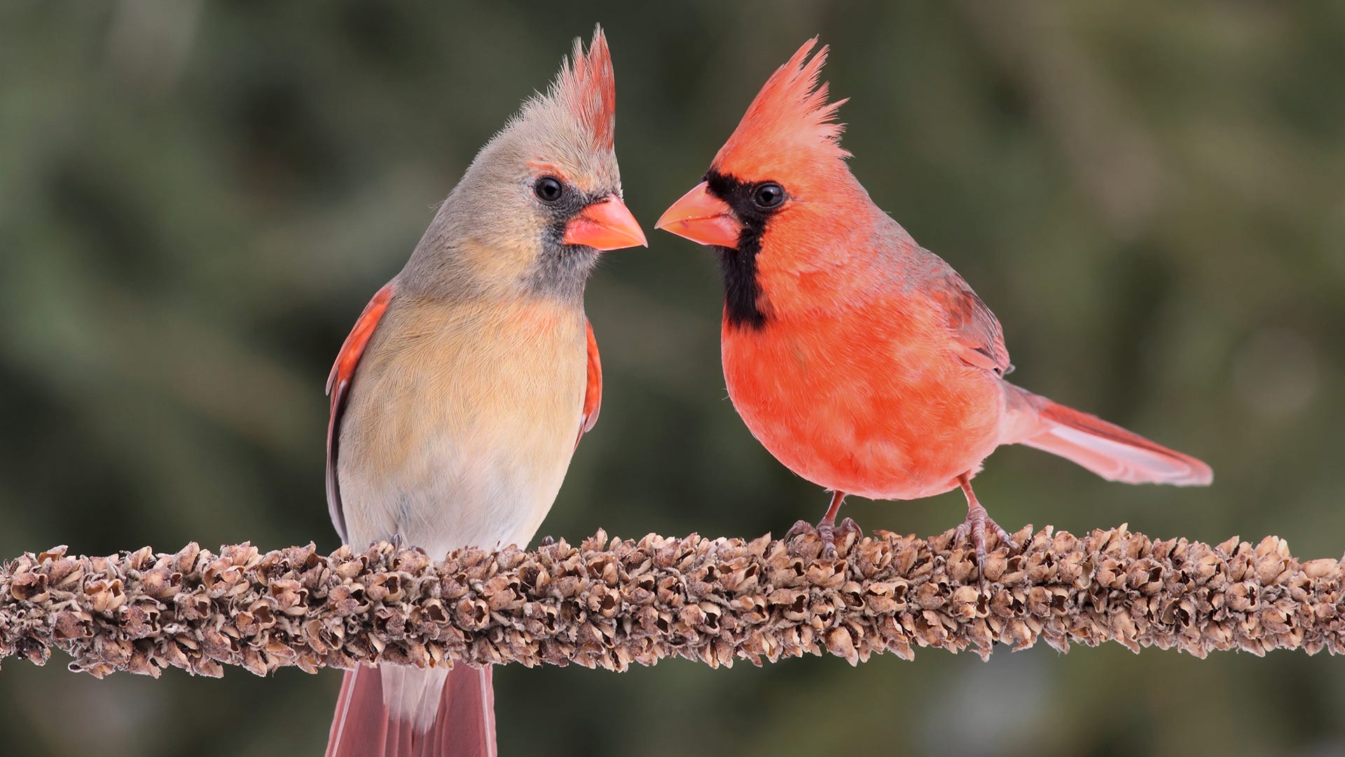 Weaver Cardinals in Your Backyard? Attracting These Birds is Easy