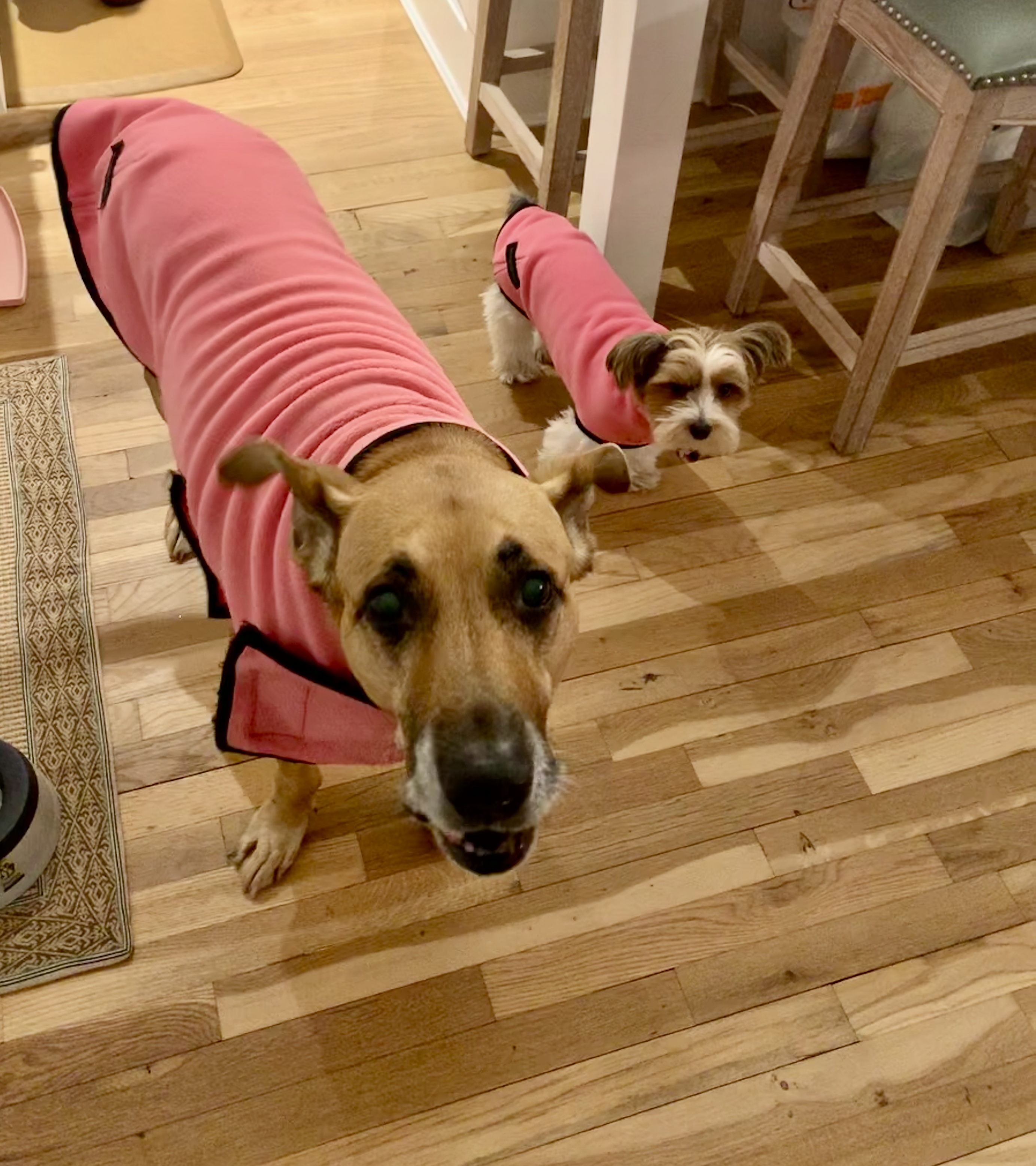 Mutt Mantle Reviews: Are These Dog Jackets Worth Buying?