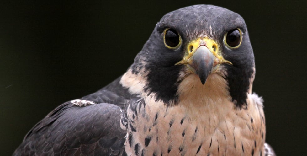 Falcons in Kansas:Your Easy Guide to These Amazing Birds.