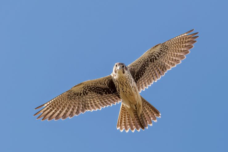 Falcons in Kansas:Your Easy Guide to These Amazing Birds.